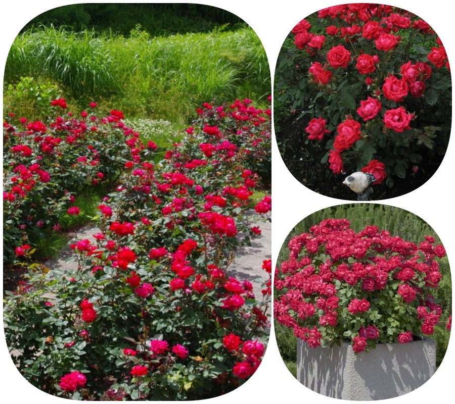 Double Knock Out róże rabatowe